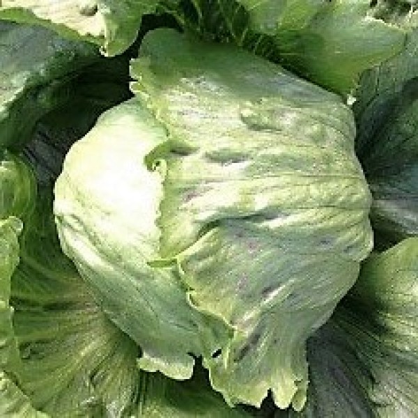 Ľadový šalát Ivankar